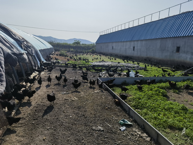鸡群在草地上自由活动