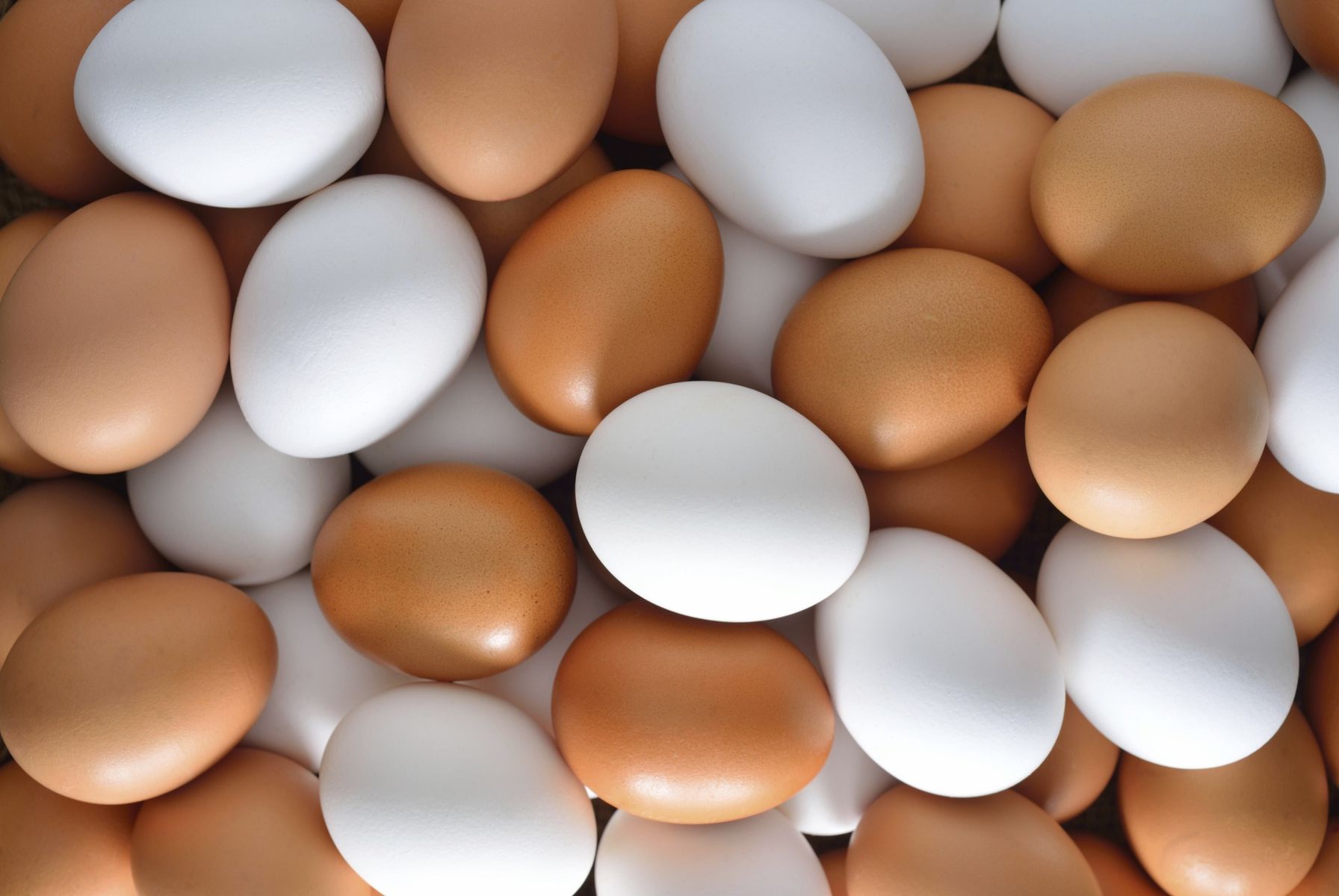 自然农场环境，阳光明媚的草地