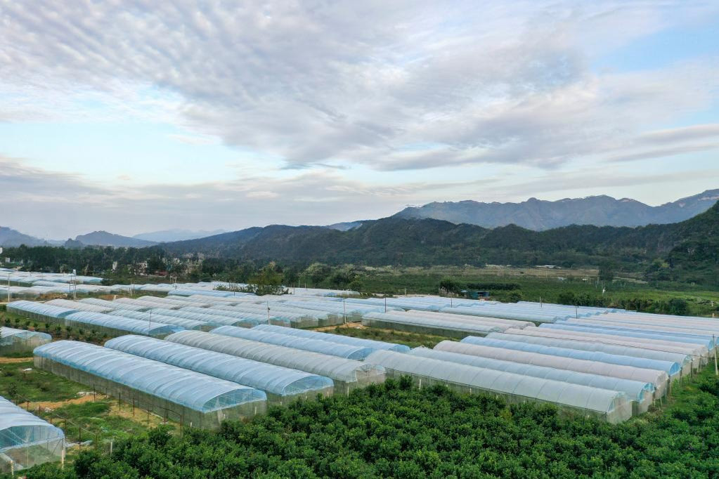 现代化生态农场，鸡群在自然环境中活动