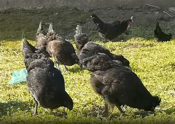 鸡群在草地上觅食